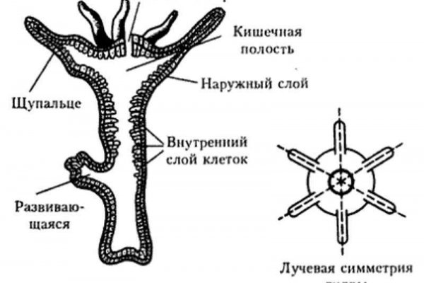 Кракен наркотики россия